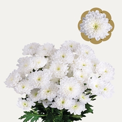 Chrysanth Spray Altaj 70cm 75gr.