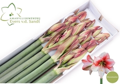 Hippeastrum Showmaster 80cm