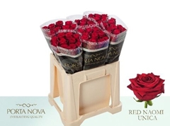 Rosa Red Naomi! 60cm