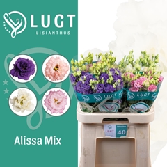 Eustoma Double Alissa Mix 70cm
