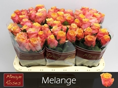 Rosa Mélange 60cm