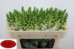 Antirrhinum Avignon White 65cm