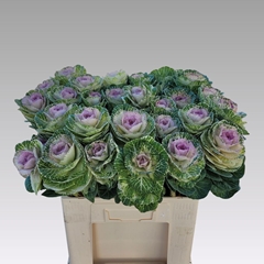 Brassica Crane Bicolour 60cm