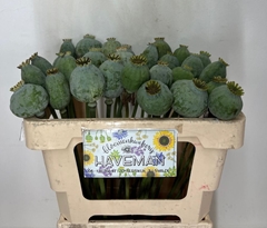 Papaver Somniferum Seedbox 50cm