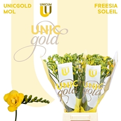 Freesia Double Soleil 50cm 20gr.