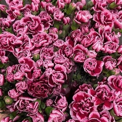 Dianthus Spray Berry 60cm