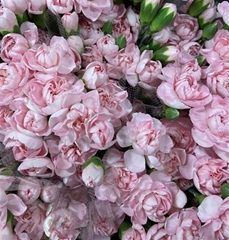 Dianthus Spray Athena 60cm