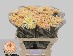 Chrysanth Single Avignon 80cm 85gr.