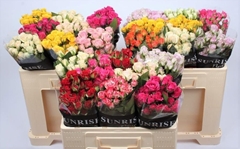 Rosa Spray Mix 50cm 4+