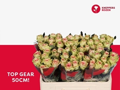 Rosa Top Gear! 50cm