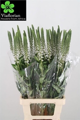 Lysimachia Moonlight 80cm