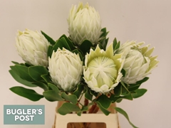 Protea Cynaroides Ayoba Arctic Ice 70cm