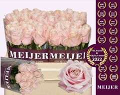 Rosa Sweet Avalance+ 50cm