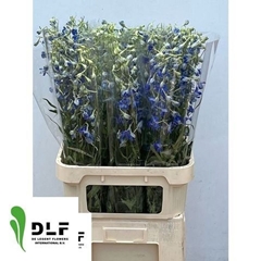 Delphinium Single Volkerfrieden 90cm