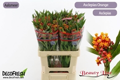 Asclepias Curassavica Serenade 60cm