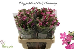 Oxypetalum Pink Harmony 60cm