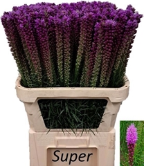 Liatris Callilepis 80cm