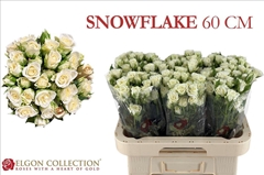 Rosa Spray Snowflake 60cm 5+