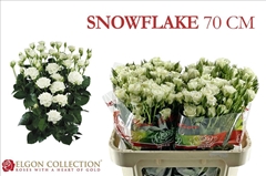 Rosa Spray Snowflake 70cm 5+