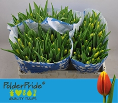 Tulip Single Denmark 40cm 40gr.