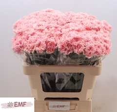 Dianthus Single Jodie 55cm
