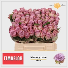 Rosa Memory Lane! 35cm