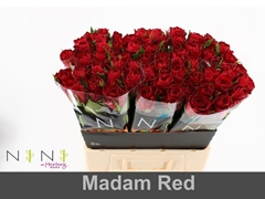 Rosa Madam Red 60cm