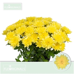 Chrysanth Spray Baltica Yellow 70cm 95gr.