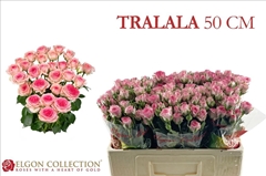 Rosa Spray Tralala 50cm 5+