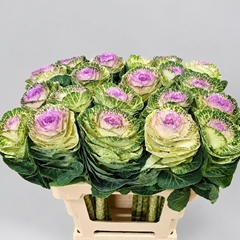 Brassica Crane Bicolour 60cm