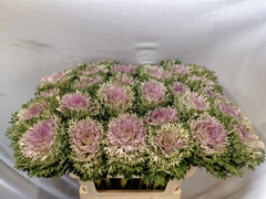 Brassica Crane King 70cm