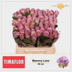 Rosa Memory Lane! 40cm