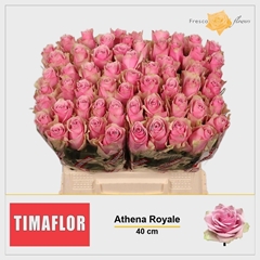 Rosa Athena Royale 40cm