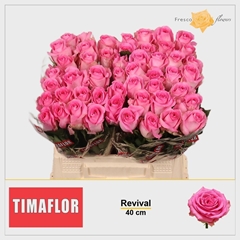 Rosa Revival 40cm