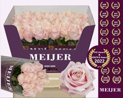 Rosa Sweet Avalance+ 60cm