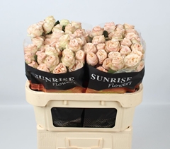 Rosa Spray Gentle Trendsetter 70cm 5+