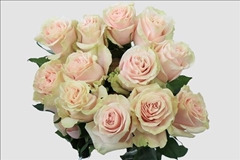 Rosa Pink Mondial 50cm