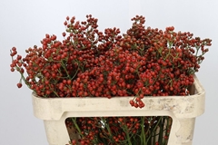 Rosa Autumn Rosefruits 70cm