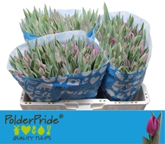 Tulip Single Bullit 40cm 35gr.