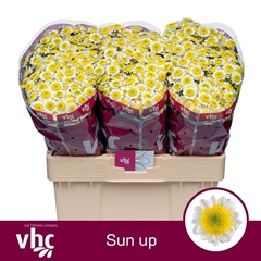 Chrysanth Santini Sun Up 55cm 42gr.