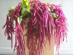 Amaranthus Caudatus Love Lies Bleeding 85cm