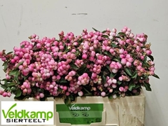 Symphoricarpos Magical Ruby Falls 50cm