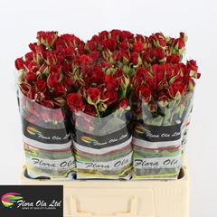 Rosa Spray Mirabel 60cm 5+