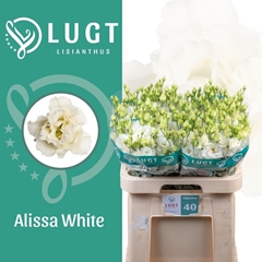 Eustoma Double Alissa White 70cm