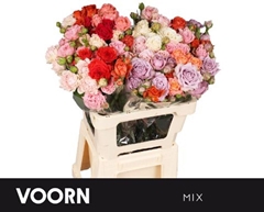Rosa Spray Mix 50cm 5+