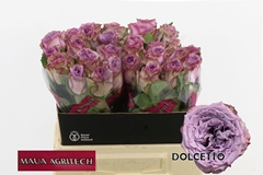 Rosa Dolcetto! 40cm