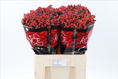 Hypericum True Romance 60cm