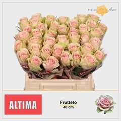 Rosa Frutteto 40cm