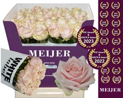 Rosa Sweet Avalance+ 70cm