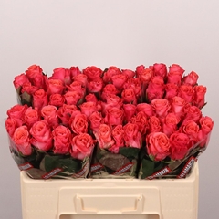 Rosa Pink Tacazzi+ 50cm